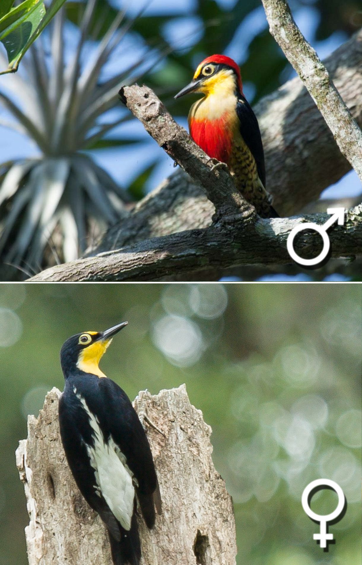 Benedito-de-testa-amarela