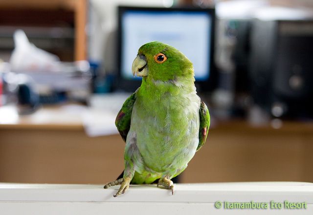 Apuim-de-costas-pretas